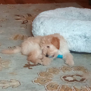 Meet your Posher, Stavacole